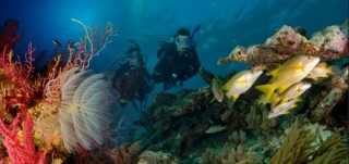 Entre los peces 